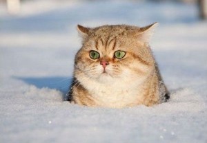 cat,cute,snow,winter,fat,cat,kote-7e3b8256b01fb3dbe6d4dc3ad759e449_h