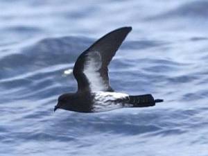 New Zealand Storm Petrel