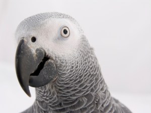 Head of African Grey