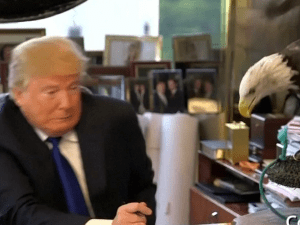 eagle-handler-explains-what-happened-when-his-bald-eagle-attacked-trump