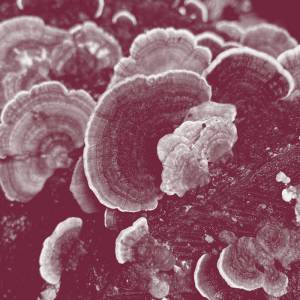 J.WLSN 1993 Album Cover 