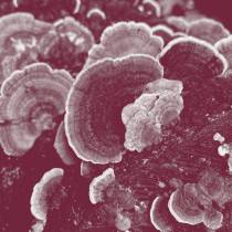 J.WLSN 1993 Album Cover